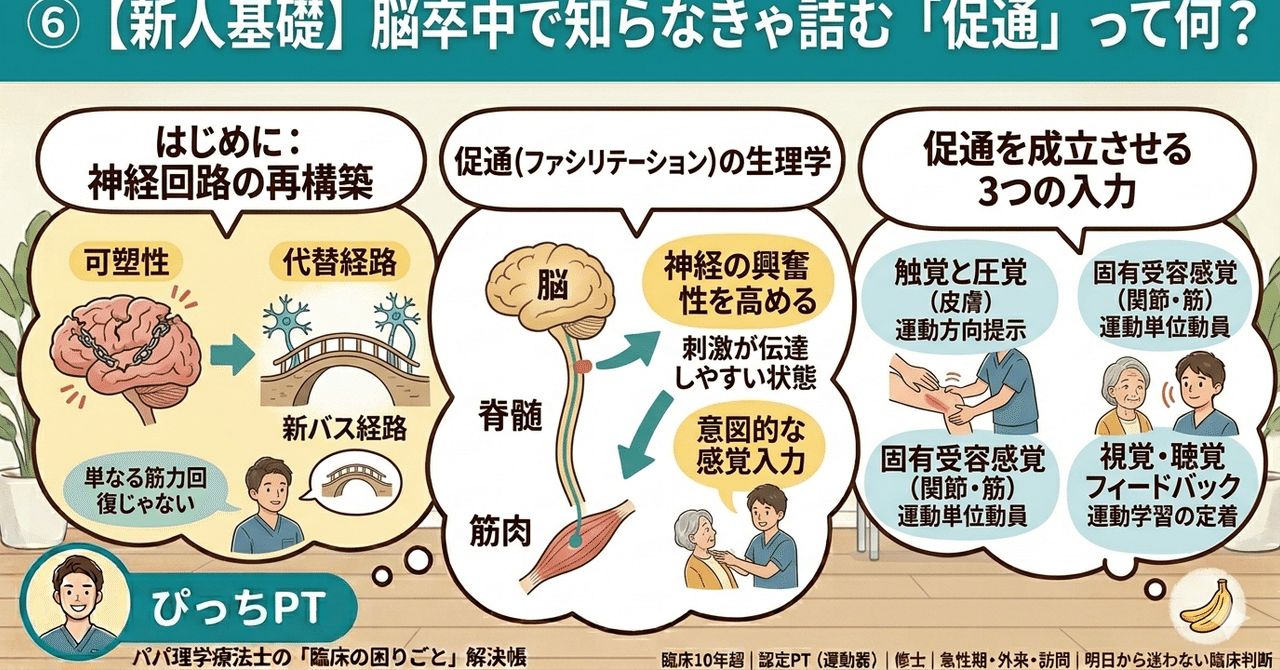 ⑥【新人基礎】脳卒中で知らなきゃ詰む「促通」って何？